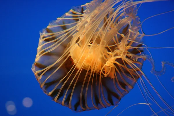 Acquario di Osaka, Osaka, Giappone — Foto Stock