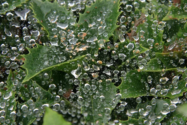 Dauw op spider web - ueno park, tokyo, japan — Stockfoto