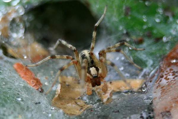 Spider in Web - Ueno Park, Tokyo, Japon — Photo