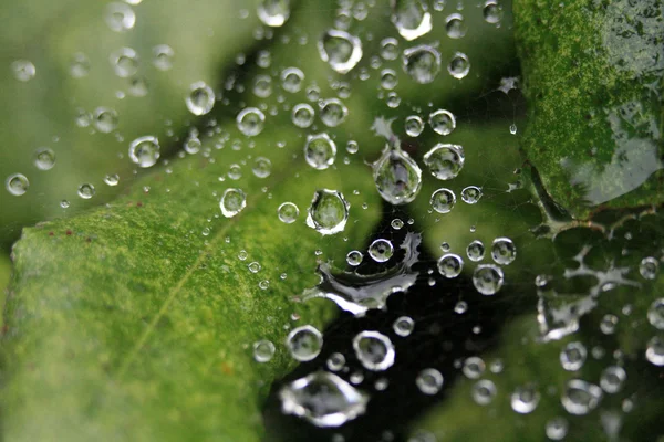 Dauw op spider web - ueno park, tokyo, japan — Stockfoto