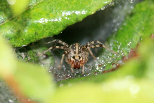 Spider in Web - Ueno Park, Tokyo, Japon — Photo