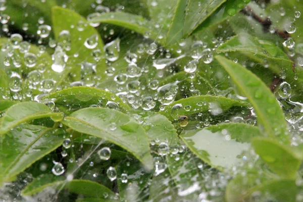 Dew on Spider Web - Ueno Park,Tokyo, Japan — Stock Photo, Image