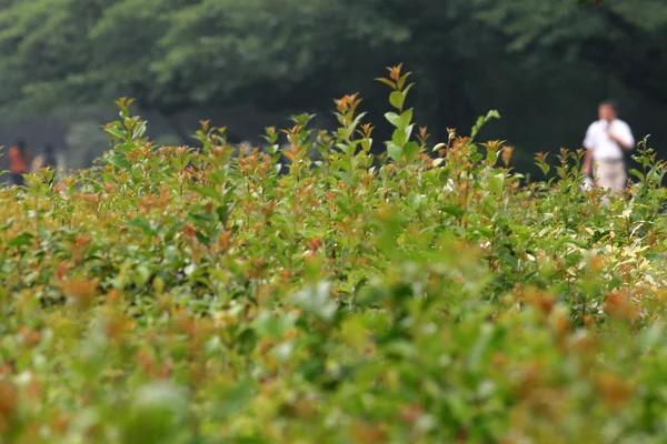 Parco di Ueno, Tokyo, Giappone — Foto Stock