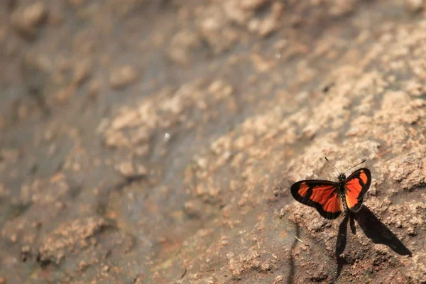 Motyl - bigodi bagna - uganda, Afryka — Zdjęcie stockowe