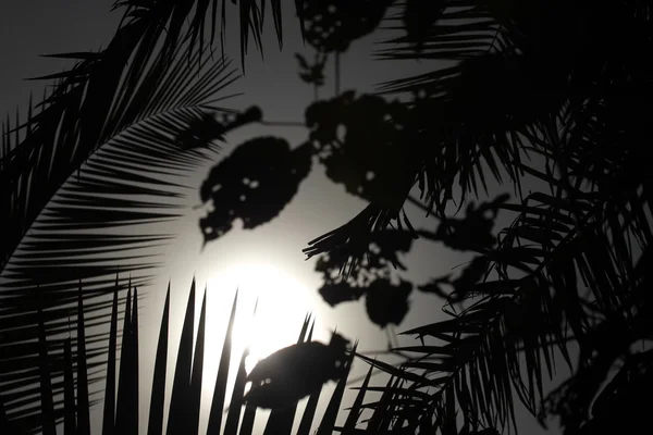 Palm Leaf - Bigodi Swamps - Uganda — Stock Photo, Image