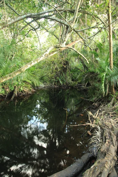 Jungle - bigodi moerassen - Oeganda — Stockfoto