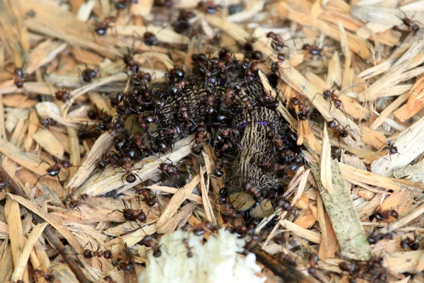 Ants Eating - Bigodi Wetlands - Uganda, Africa — Stock Photo, Image