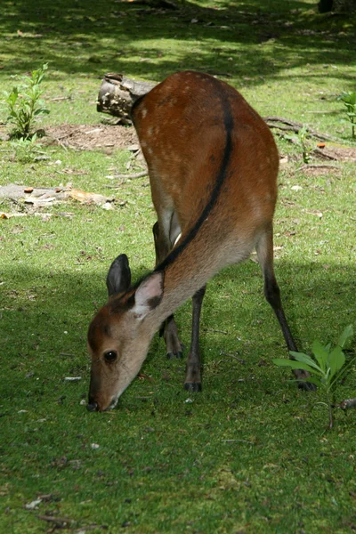 MT misen, miyajima, Japonsko — Stock fotografie