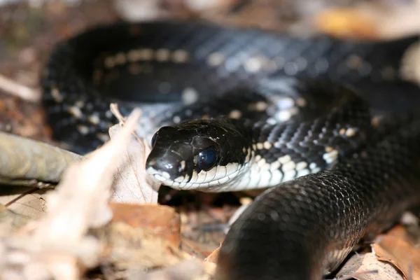 Serpent noir - Mt Misen, Miyajima, Japon — Photo