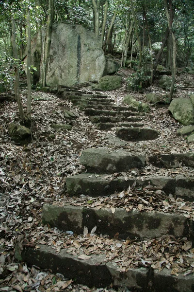 Кроки в лісі - Mt Misen при Іцукусіма, Японія — стокове фото