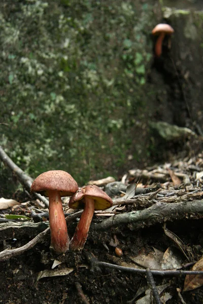 Cogumelos - Mt Misen, Miyajima, Japão — Fotografia de Stock