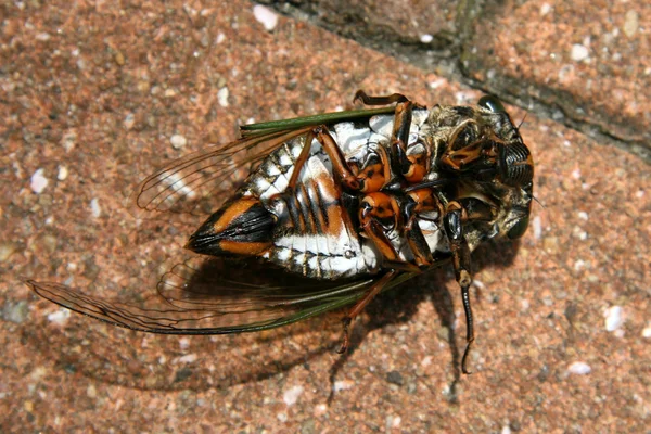 Coléoptère tropical couché sur le dos, Japon — Photo