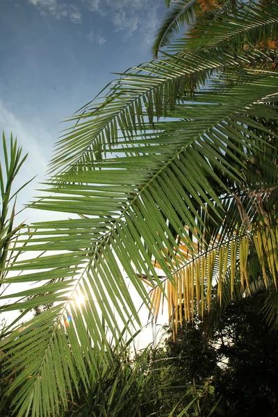 Palm Leaf - Bigodi Swan - Уганда — стоковое фото