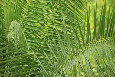palmiye yaprağı - bigodi bataklık - uganda