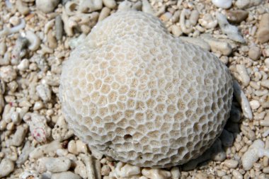 nagannu Island, okinawa, Güney Japonya