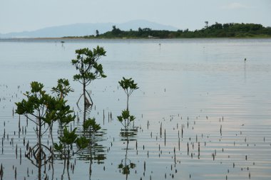 Sakin su - Iriomote jima Adası, okinawa, japan