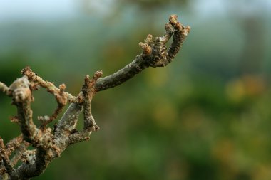 taketomi Island, okinawa, japan
