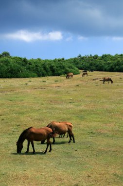 at - yonaguni Adası, okinawa, japan
