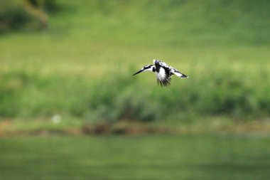 Kingfisher - yaban hayatı kutsal - Uganda