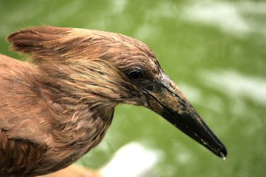 hammerkop - Afrika yaban hayatı