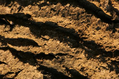 Ağaç kabuğu doku - orman vahşi doğada, Kanada