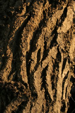 Ağaç kabuğu doku - orman vahşi doğada, Kanada