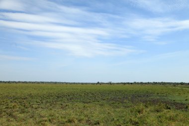 otlu ovaları peyzaj - uganda, Afrika