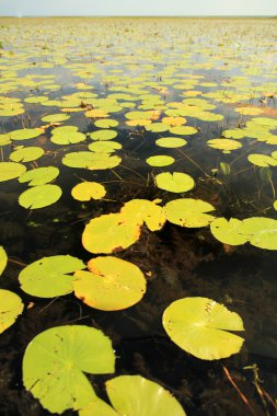 huzurlu lake ayarı - uganda, Afrika