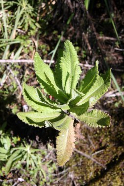 MT kilimanjaro, Tanzanya, Afrika