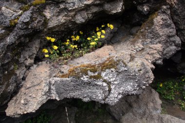 MT kilimanjaro, Tanzanya, Afrika
