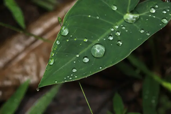 신선한 잎-Bigodi 습지-우간다 — 스톡 사진