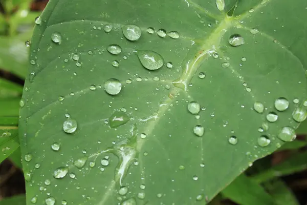 Fresh Leaf - Bigodi Swamps - Uganda — Stock Photo, Image