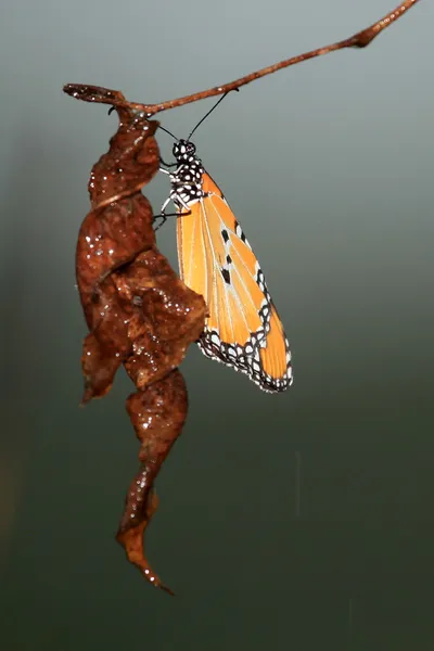 Butterfly - bigodi våtmarker - uganda, Afrika — Stockfoto