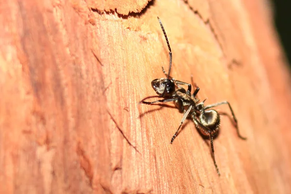 Ant - bigodi bagna - uganda, Afryka — Zdjęcie stockowe