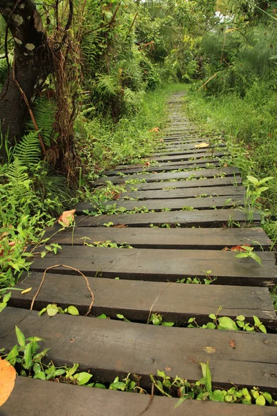 Bigodi Swamps - Ouganda — Photo