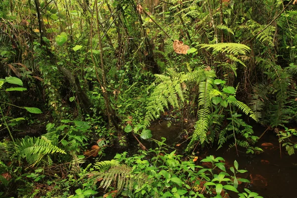 Dschungel - Bigodi-Sümpfe - Uganda — Stockfoto