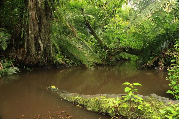 Selva - Pantanos Bigodi - Uganda — Foto de Stock