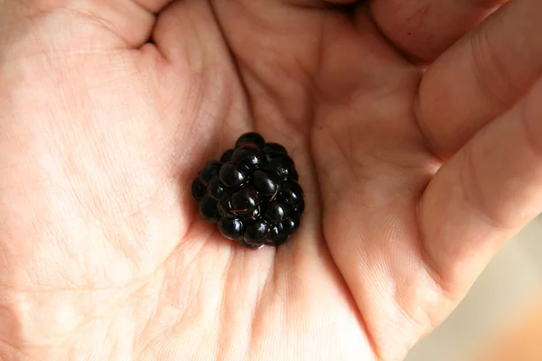 Hand Holding a Fresh Blackberry — Stock Photo, Image