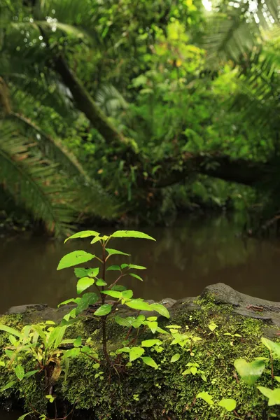 Jungle - Bigodi Swamps - Uganda — Stock Photo, Image