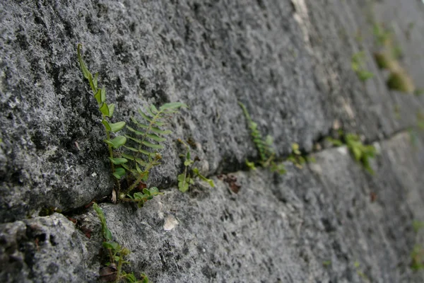 Hrad Šuri, naha, okinawa, Japonsko — Stock fotografie