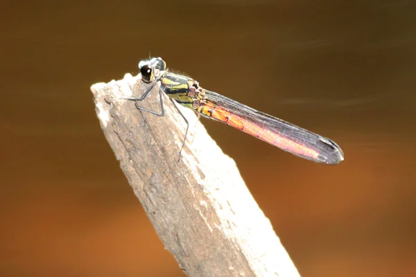 Dragonfy - bigodi våtmarker - uganda, Afrika — Stockfoto