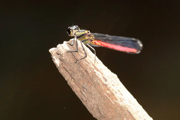 Dragonfy - Bigodi Wetlands - Uganda, Africa — Stock Photo, Image