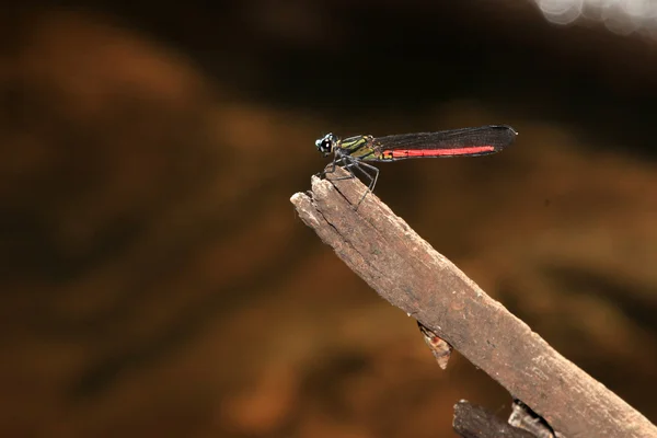 Dragonfy - bigodi våtmarker - uganda, Afrika — Stockfoto