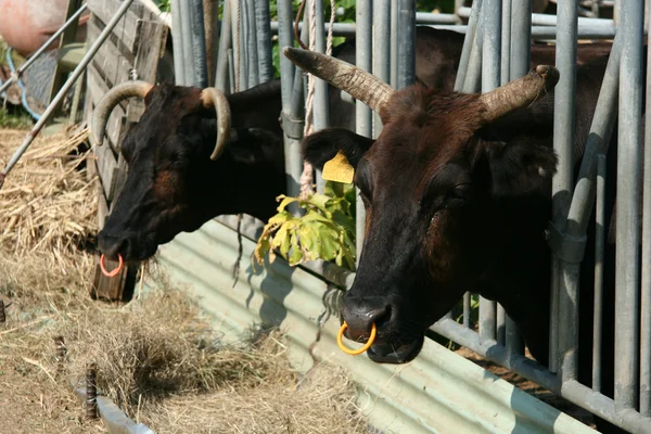 Bull Shed - Iriomote Jima Island, Okinawa, Japon — Photo