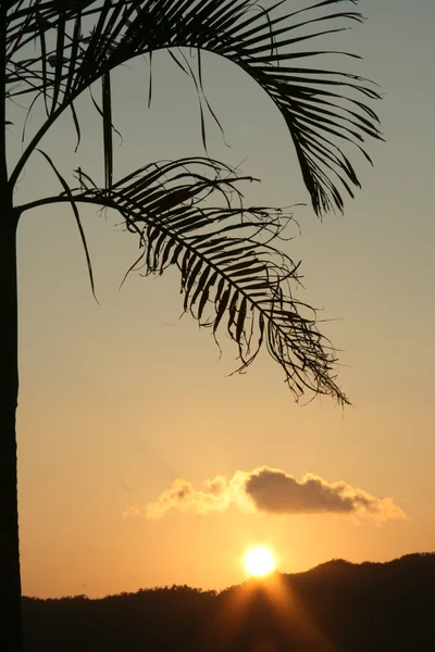 Силуэт пальм три - остров Ириомоте Джима, Окинава, Япония — стоковое фото