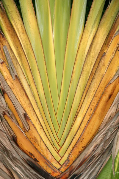 Palm Leaf - Isola di Iriomote Jima, Okinawa, Giappone — Foto Stock