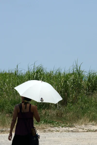 Umbrella - Iriomote Jima Island, Okinawa, Japan — Stock Photo, Image