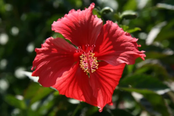 Red Flower - Iriomote Jima Island, Okinawa, Japan — Stock Photo, Image