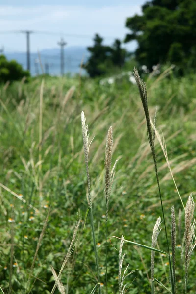 Isla Iriomote Jima, Okinawa, Japón — Foto de Stock