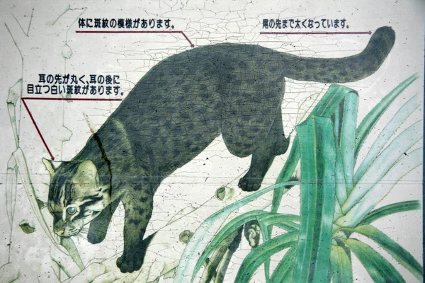 Iriomote-szigeti macska -, Iriomote-szigeti sziget, Okinava, Japán — Stock Fotó